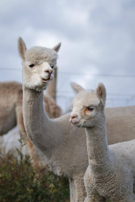 Two White Llamas