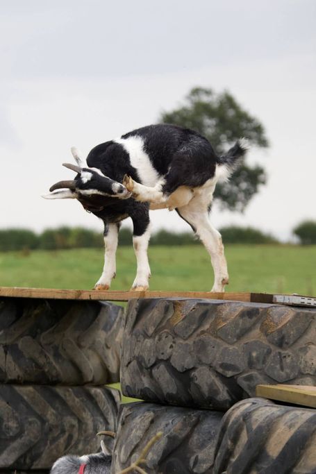 Black and white goat scratching
