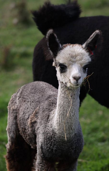 Grey baby Llama