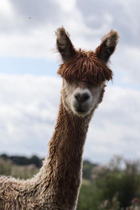 One Llama