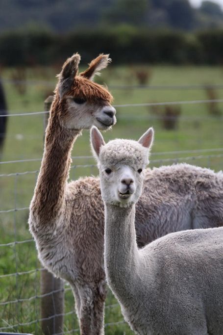 Two Llamas looking around