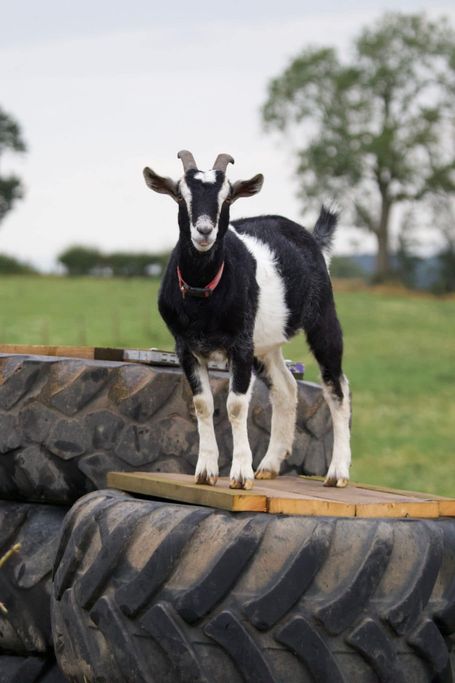 Black and White goat