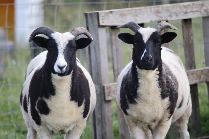 Two black and white goats